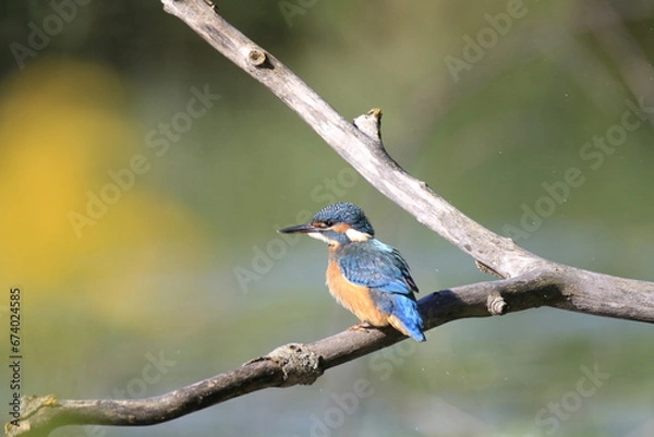 Obraz Eisvogel (Alcedo atthis)
