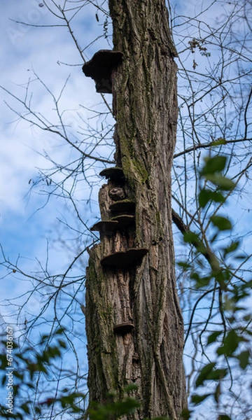 Obraz Cracked Cap Polypore
