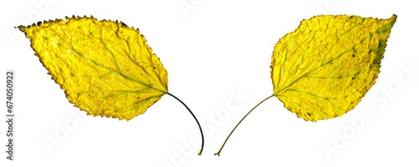 Fototapeta Hydrangea autumn leaves. Transparent Background