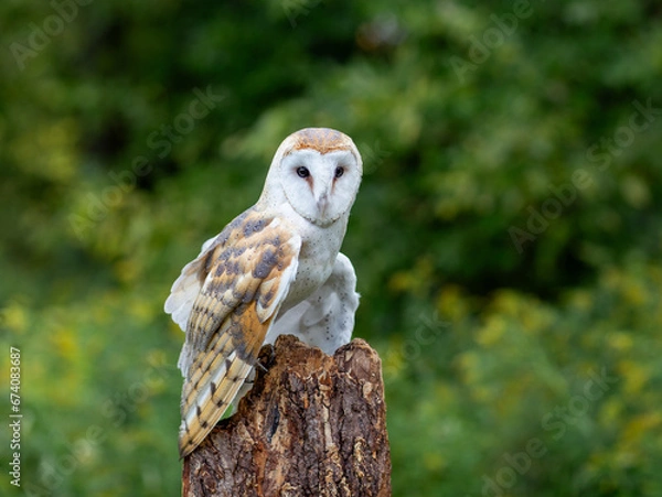 Obraz Barn Owl sitting on a tree