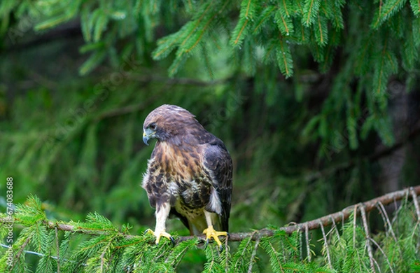 Obraz Golden Eagle
