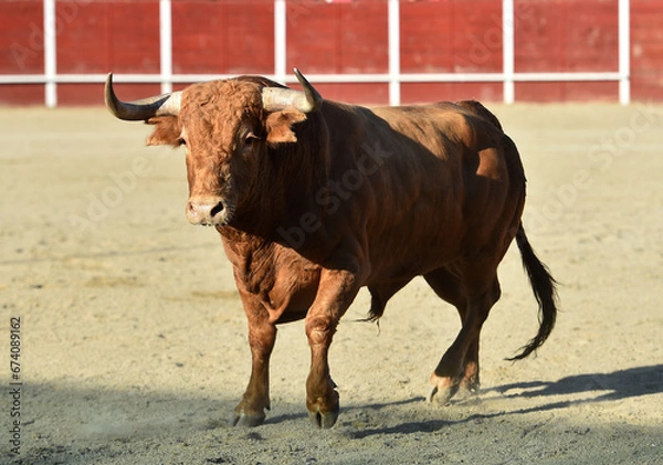 Fototapeta un toro bravo  español con grandes cuernos en un espectaculo taurino en españa