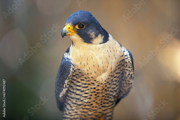 Obraz close up of a hawk
