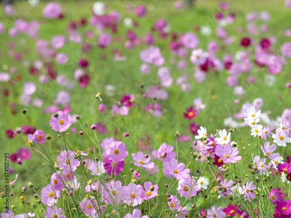 Fototapeta 満開のコスモス畑