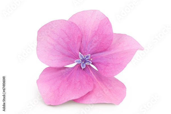 Obraz Pink Hydrangea flower isolated on white background