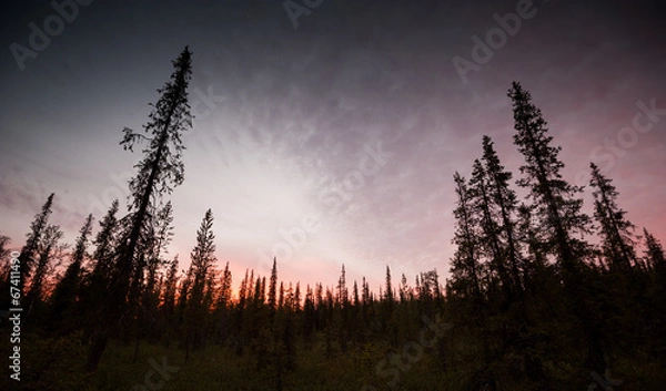 Obraz dark northern forest