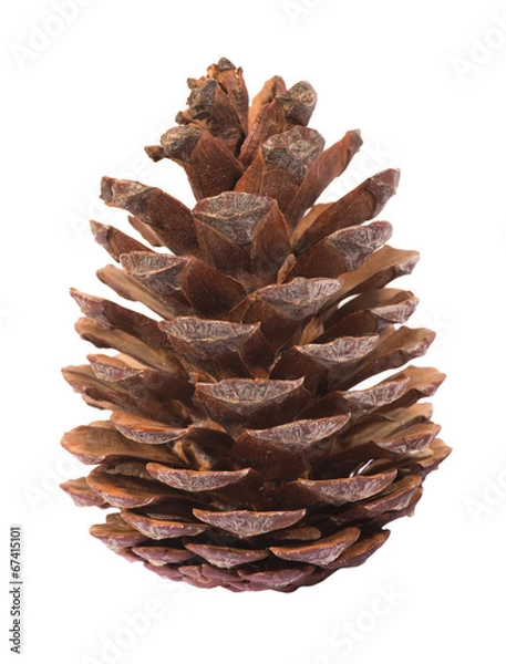 Obraz szyszka na białym tle