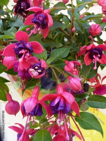 Obraz fuchsia