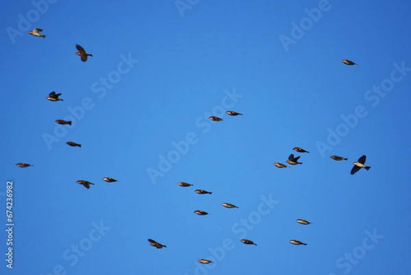 Fototapeta 青空を飛ぶ南下前のヒヨドリ