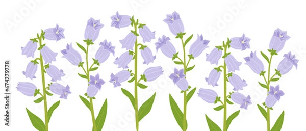 Obraz campanula champion, vector drawing bell flowers at white background, hand drawn botanical illustration
