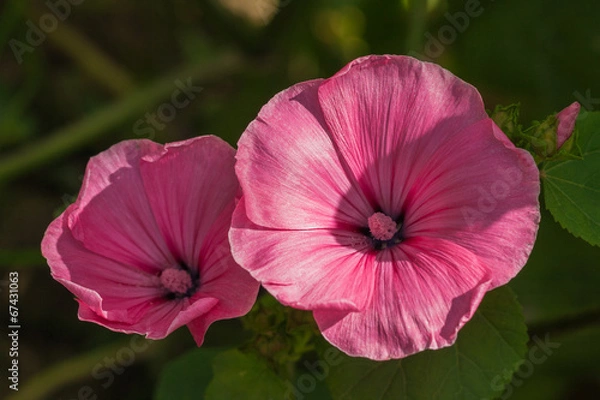 Obraz Annual Mallow