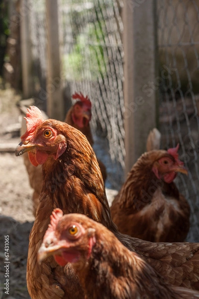 Fototapeta Chickens