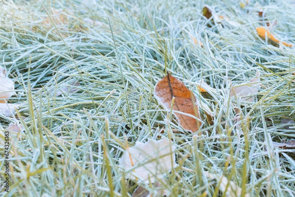 Fototapeta Autumn leaves are lying on the green grass covered with frost.