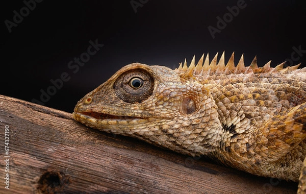 Obraz bearded dragon lizard