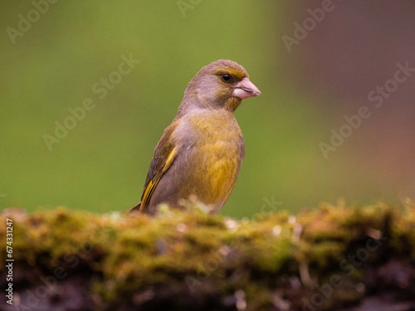 Obraz OLYMPUS DIGITAL CAMERA