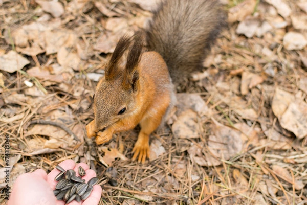 Fototapeta A man feeds a red squirrel with seeds from his hand.