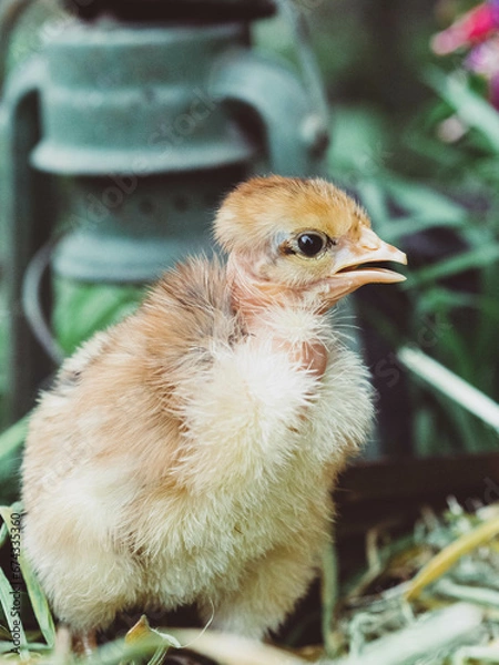 Obraz OLYMPUS DIGITAL CAMERA