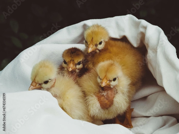 Obraz OLYMPUS DIGITAL CAMERA