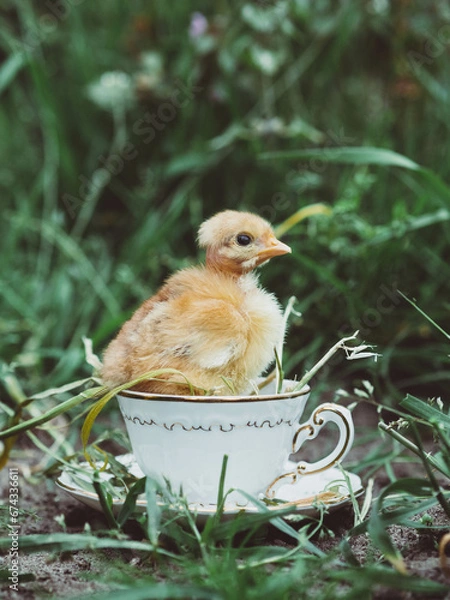 Obraz OLYMPUS DIGITAL CAMERA