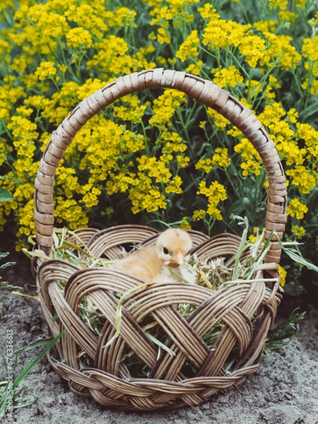 Obraz OLYMPUS DIGITAL CAMERA