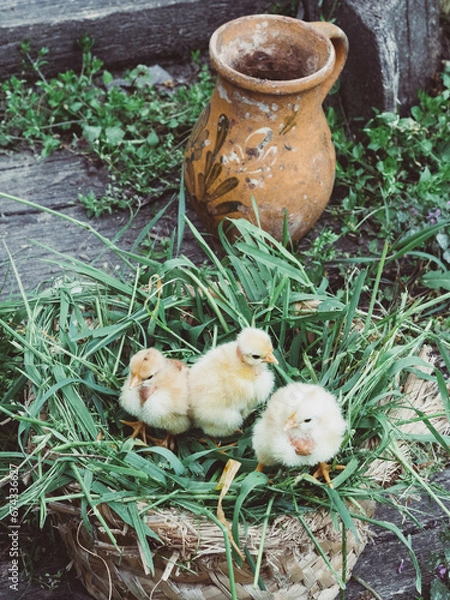 Obraz OLYMPUS DIGITAL CAMERA