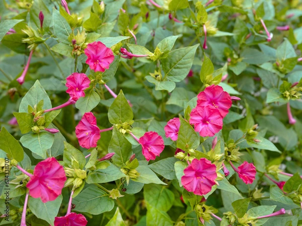 Fototapeta Flowering pink of Four o'clock flower in August