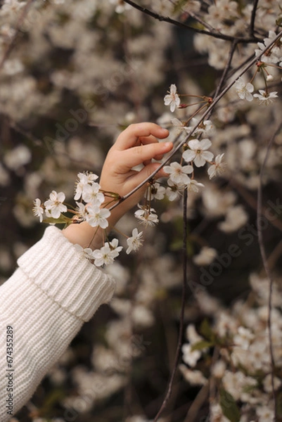Fototapeta The girl's hands reach out to the cherry blossoms. The face is not visible.