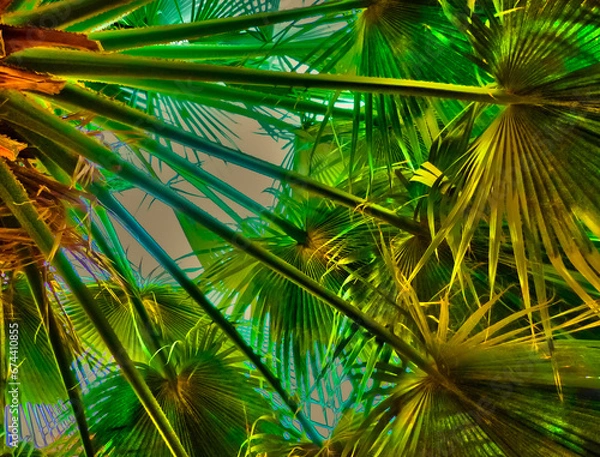 Obraz palm tree leaves