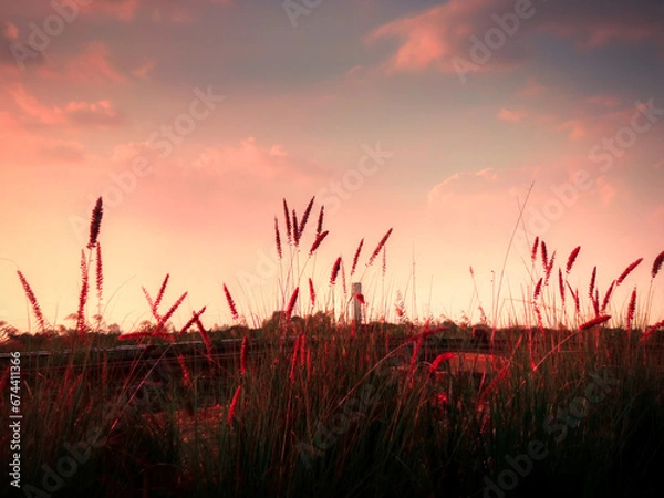 Obraz sunset in the field