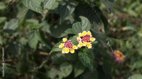 Fototapeta missing flower