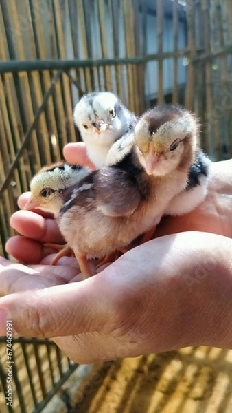 Obraz child holding a chicken