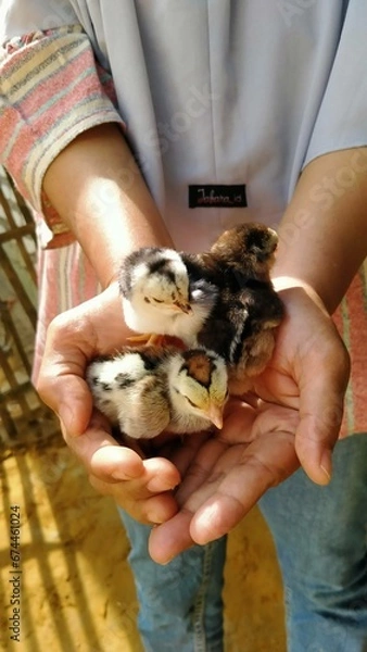 Obraz person and a chicken