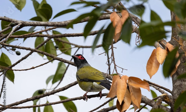 Obraz bird on a branch