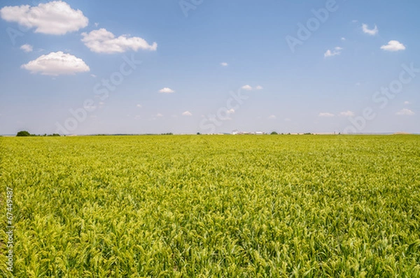 Fototapeta Field of green millet with sky in the background