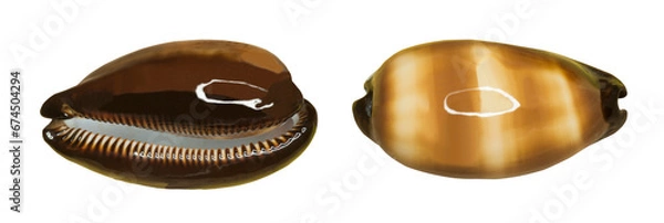 Fototapeta Sea shell. Transparent Background.