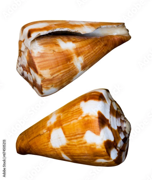 Fototapeta Sea shell. Transparent Background.
