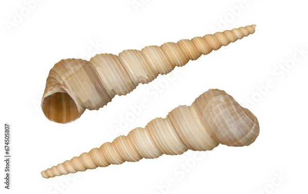 Fototapeta Sea shell. Transparent Background.