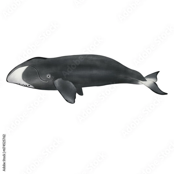 Fototapeta Bowhead Whale On White Background.