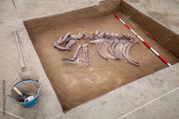 Obraz fossil exhibition