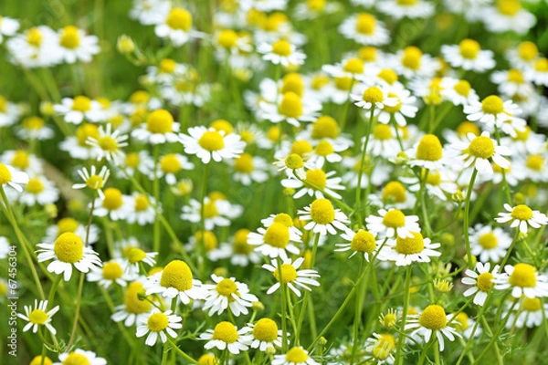 Fototapeta camomile