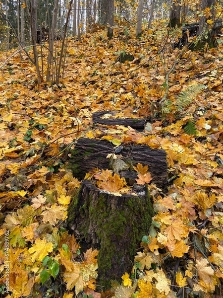 Obraz autumn in the forest