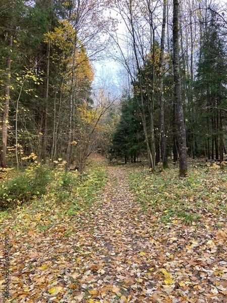 Obraz path in autumn forest
