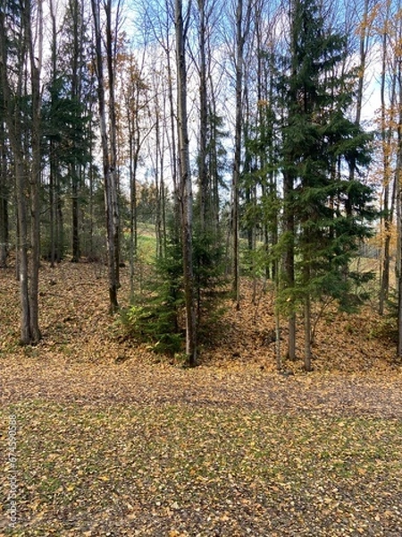 Obraz forest in autumn