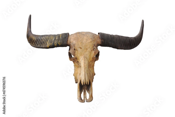 Fototapeta black shadow, shadow, Skull, dead buffalo, skull, old, black, horn, isolated from the background clipingpart