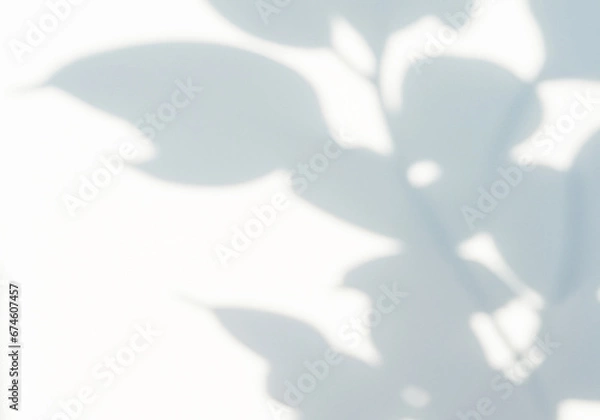 Fototapeta 光が差し込む明るい室内と観葉植物の影