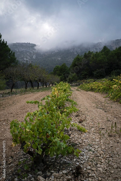 Fototapeta Vineyard in the Countryside with Forest and Mountains in the Background on a Cloudy Day