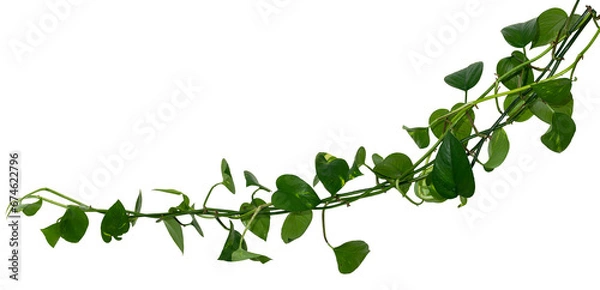 Fototapeta Vine / Climbing plant - green leaves of hanging Epipremnum aureum / Araceae bush isolated on transparent a background - nature - forest - tropical jungle element - video compositing footage