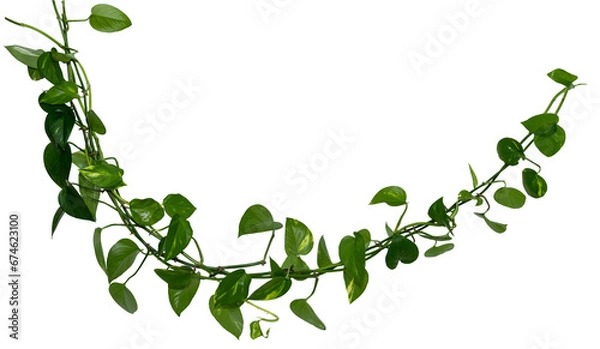 Fototapeta Vine / Climbing plant - green leaves of hanging Epipremnum aureum / Araceae bush isolated on transparent a background - nature - forest - tropical jungle element - video compositing footage
