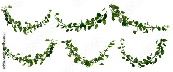 Obraz set of Vine / Climbing plants - green leaves of hanging Epipremnum aureum / Araceae bush isolated - nature - forest - tropical jungle element - video compositing footage