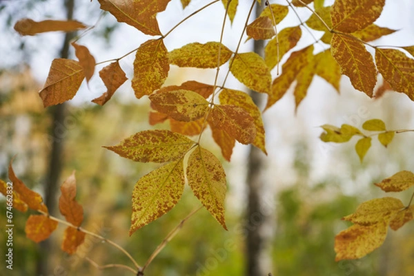 Obraz Tree branches with yellow leaves on the background of park.